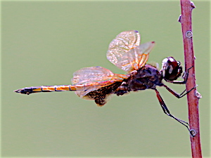 Hyacinth Glider - Miathyria marcella